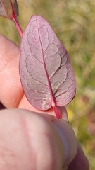 Fomoria hypericella