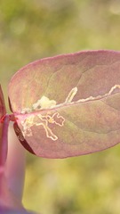 Fomoria hypericella