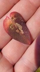 Fomoria hypericella