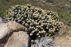 Leucospermum conocarpodendron conocarpodendron