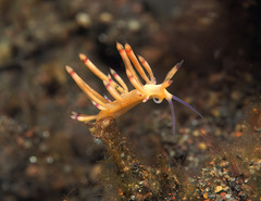 Flabellina