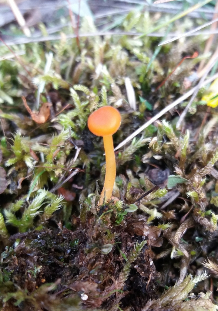 Rickenella fibula · September 2018 · photo: © ninacourlee (iNaturalist, cc-by)