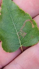 Stigmella