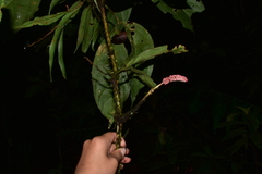 Anthurium gracile