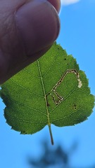 Stigmella