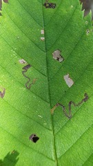 Stigmella betulicola