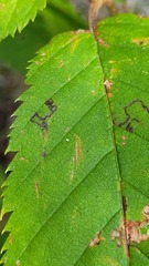 Stigmella betulicola