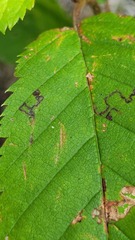 Stigmella betulicola