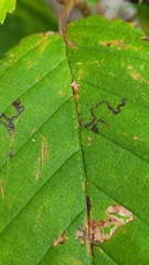 Stigmella betulicola