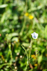 Linum bienne