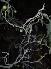 Solanum elaeagnifolium