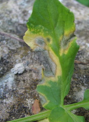 Cercospora armoraciae