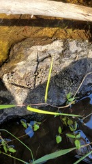 Dermatocarpon luridum