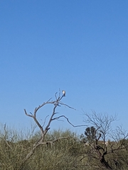 Falco sparverius