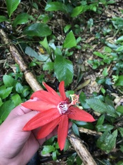 Passiflora miniata