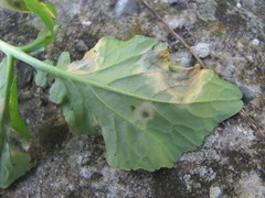 Cercospora armoraciae