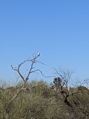 Falco sparverius
