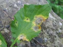 Cercospora armoraciae