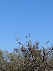 Falco sparverius