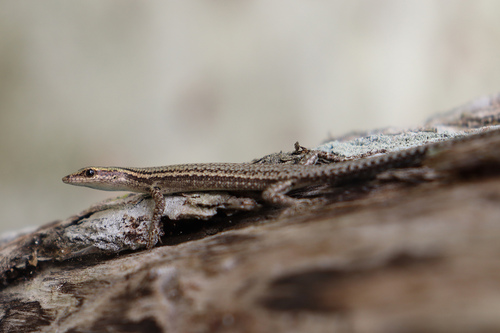 Cryptoblepharus novaeguineae observed 2022-10-15