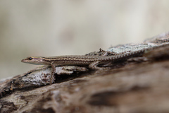 Cryptoblepharus novaeguineae