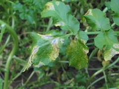 Cercospora armoraciae