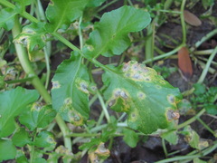 Cercospora armoraciae