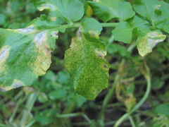 Cercospora armoraciae