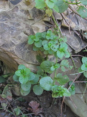 Mentha aquatica