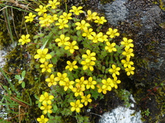 Saxifraga hispidula