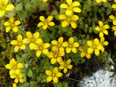 Saxifraga hispidula