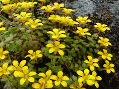 Saxifraga hispidula