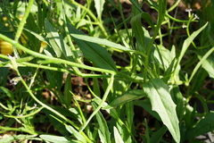 Chorispora tenella