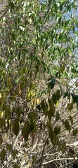 Vallesia glabra
