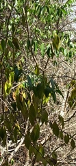 Vallesia glabra