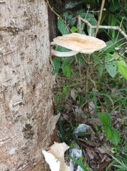Oudemansiella