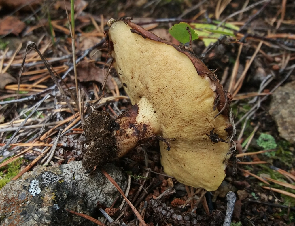Suillus luteus · September 2018 · photo: © ninacourlee (iNaturalist, cc-by)