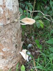 Oudemansiella