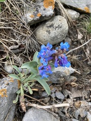 Penstemon nitidus