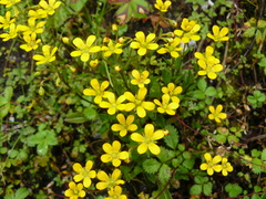 Saxifraga hookeri