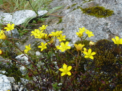 Saxifraga hookeri
