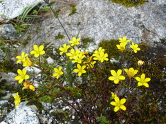 Saxifraga hookeri