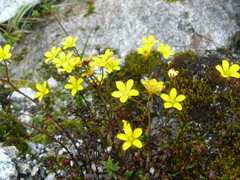 Saxifraga hookeri