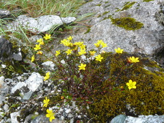 Saxifraga hookeri