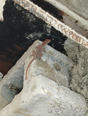 Anolis hispaniolae