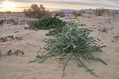 Baileya pauciradiata