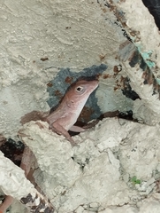 Anolis hispaniolae