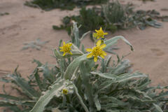 Baileya pauciradiata