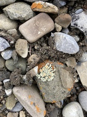 Rhizoplaca chrysoleuca