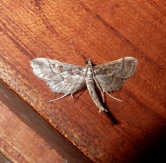 Hydriris ornatalis